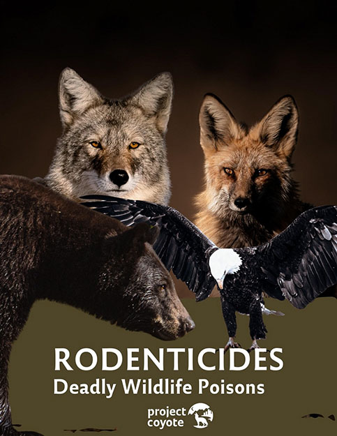 Rodentcides Deadly Wildlife Poisons image