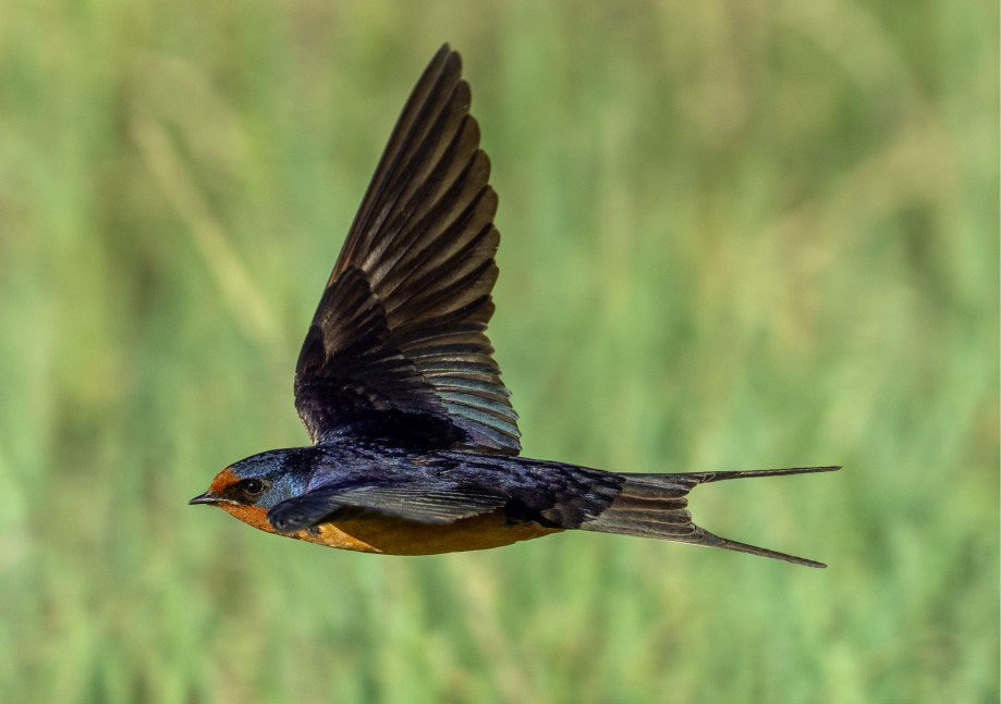 Barn Swallow by Joesph Webber