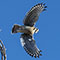 American Kestrel