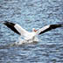 American White Pelican