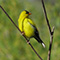 American Goldfinch
