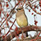 Cedar Waxwing