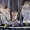 Coopers Hawks