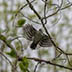 Downy Woodpecker