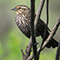 Female Red-winged Blackbird