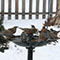 Flock of Robins
