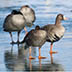 Greater White-fronted Goose