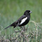 Lark Bunting