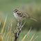 Lark Sparrow