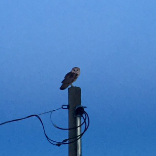 Barn Owl