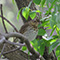 Swainson's Thrush