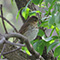 Swainson's Thrush