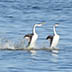 Western Grebe