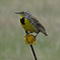 Western Meadowlark