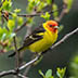 Western Tanager