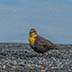 Yellow-headed Blackbird